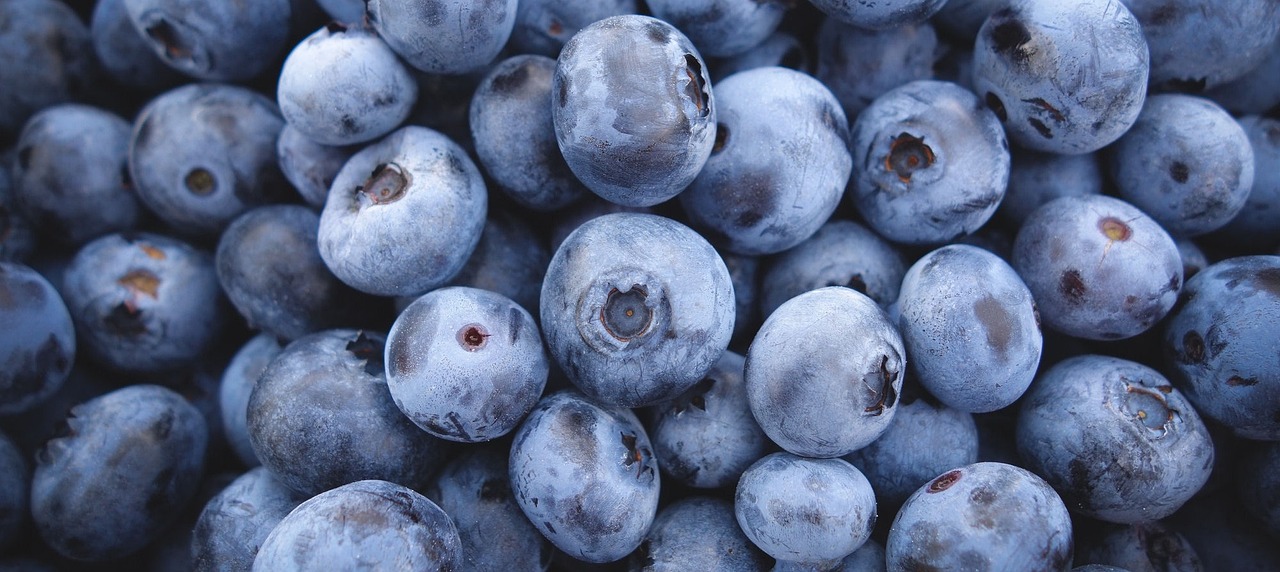 blueberries, blue, berries, fruit, fruits, health, to greet, nature, food, color, blueberry, blueberries, blueberries, blueberries, blueberries, blueberries, blueberry, blueberry, blueberry, blueberry, blueberry
